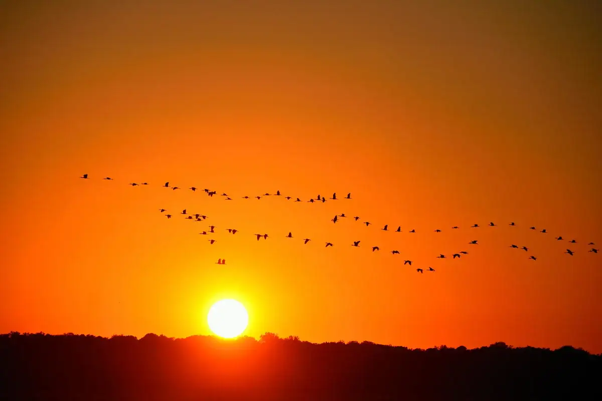 Silhouette d'un vol d'oiseaux migrateurs traversant un ciel orange vif lors d'un coucher de soleil sur l'horizon.